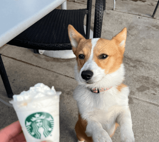 Puppuccino! - The Pupper Club