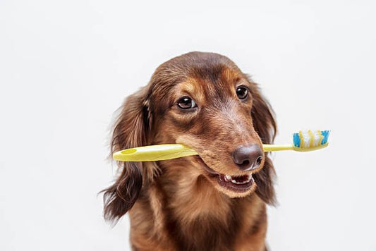 Tanden poetsen van je hond: is dat nou echt nodig? - The Pupper Club