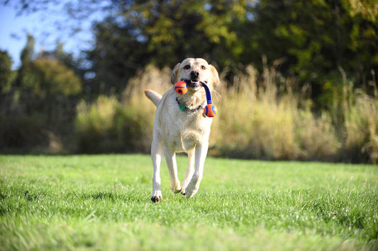 Chuckit Ultra Duo Tug Small