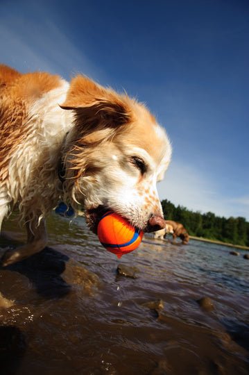 ChuckIt Ultra Ball L - The Pupper Club