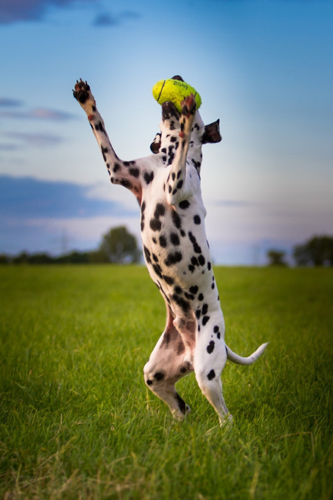 KONG Air Squeaker Football freeshipping - The Pupper Club