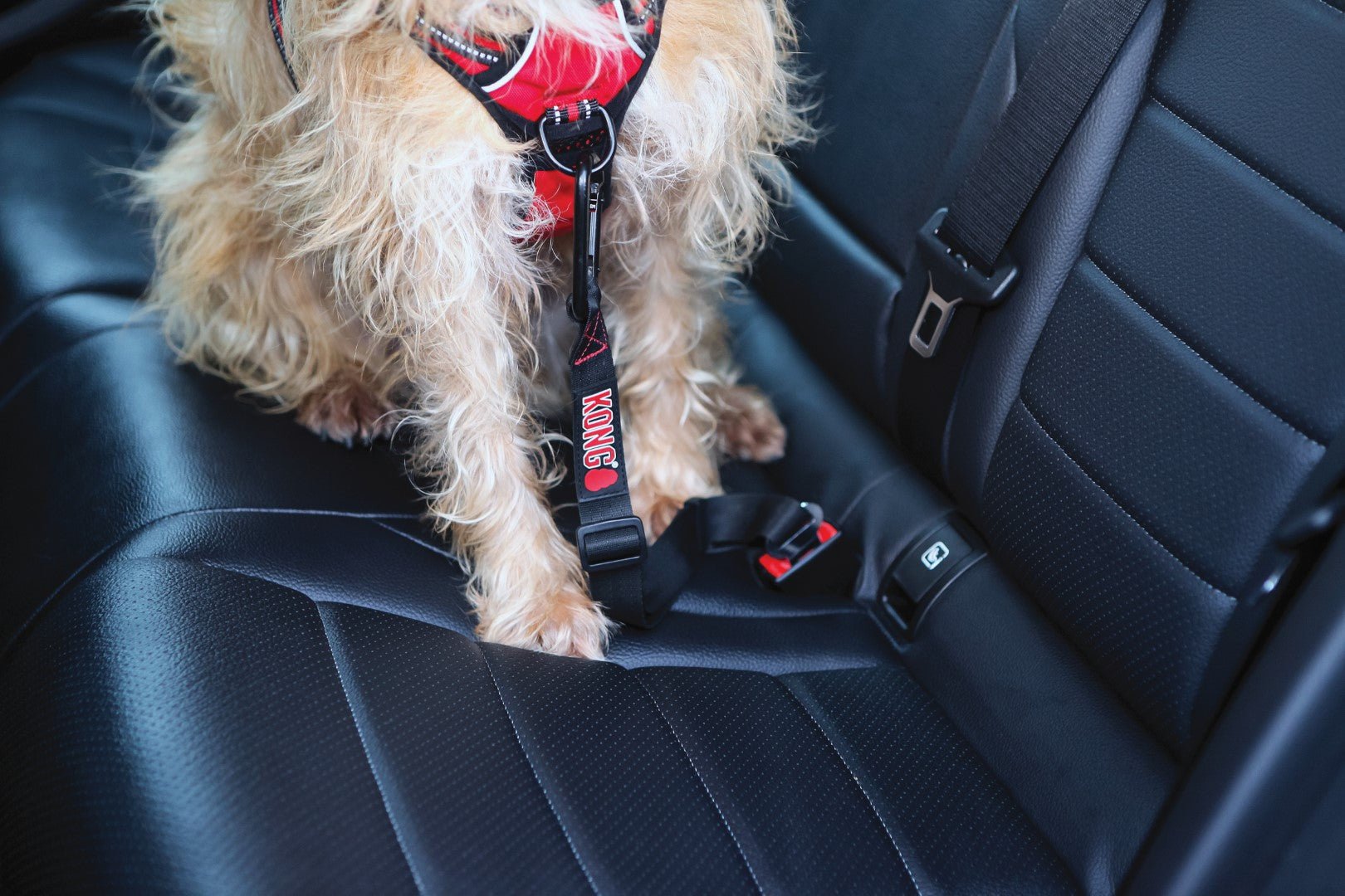 KONG Autogordel freeshipping - The Pupper Club