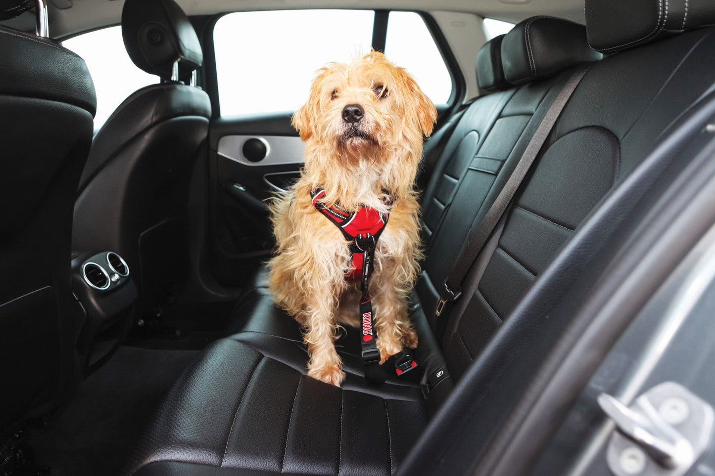 KONG Autogordel freeshipping - The Pupper Club