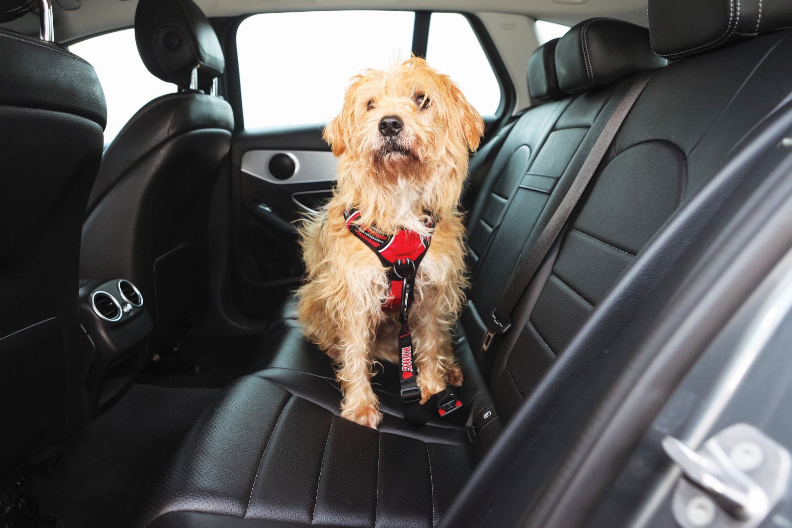 KONG Autogordel freeshipping - The Pupper Club