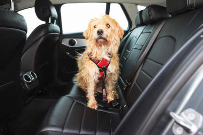 KONG Autogordel freeshipping - The Pupper Club